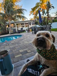 Happy Tails Pet Salon photo 3