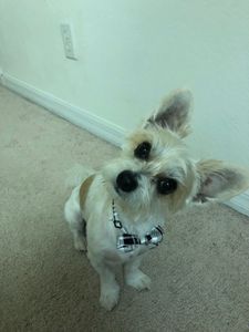 Happy Tails Pet Salon