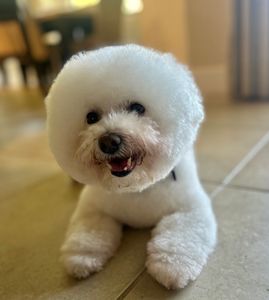 Happy Tails Pet Salon photo 7