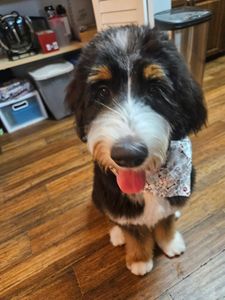 Happy Tails Pet Salon photo 8