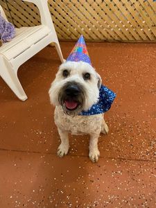 Happy Tails Pet Salon photo 11