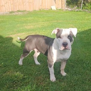 Happy Tails Pet Salon photo 12