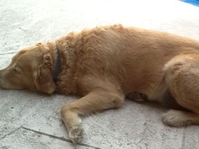 Happy Tails Pet Salon photo 15