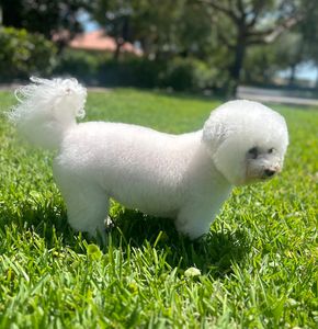 Happy Tails Pet Salon photo 16