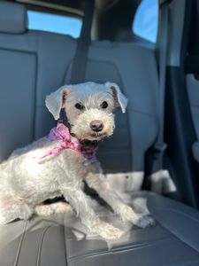 Happy Tails Pet Salon photo 19