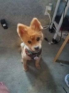 Happy Tails Pet Salon photo 20