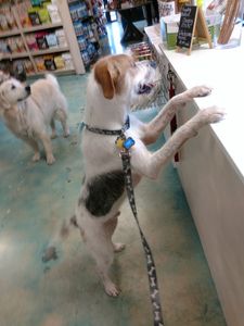 Wholesome Hound Natural Pet Market photo 7