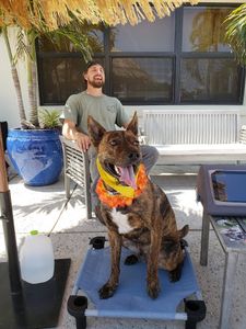 Wholesome Hound Natural Pet Market photo 8