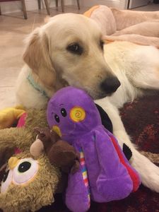 Wholesome Hound Natural Pet Market photo 14