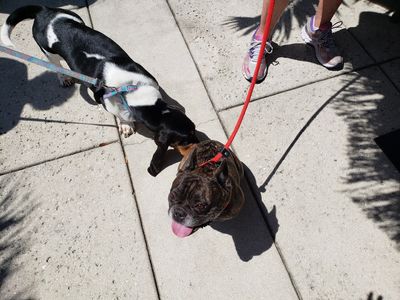 Wholesome Hound Natural Pet Market photo 15