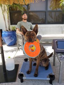 Wholesome Hound Natural Pet Market photo 16