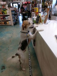 Wholesome Hound Natural Pet Market photo 17