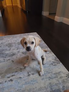 Wholesome Hound Natural Pet Market photo 19