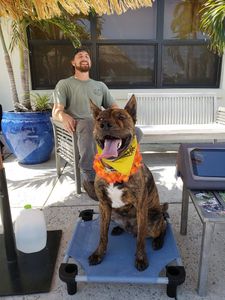 Wholesome Hound Natural Pet Market photo 20