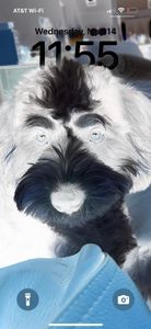 Wholesome Hound Natural Pet Market photo 21