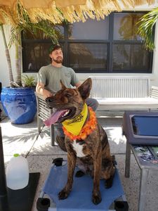 Wholesome Hound Natural Pet Market photo 25