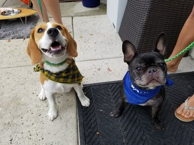 Wholesome Hound Natural Pet Market photo 27