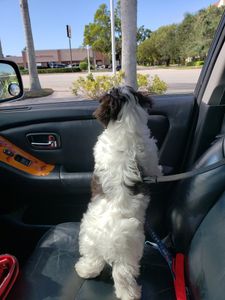 Wholesome Hound Natural Pet Market photo 28