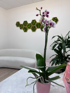 Endothetics Tampa Endodontics & IV Sedation Dentistry photo 19