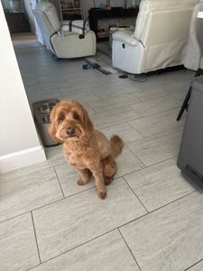 Pet Paradise Apollo Beach photo 5