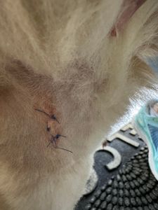 Pet Paradise Apollo Beach photo 7