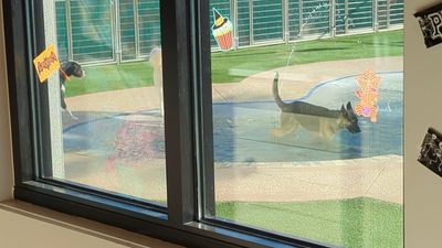 Pet Paradise Apollo Beach photo 2