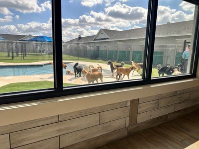 Pet Paradise Apollo Beach photo 9