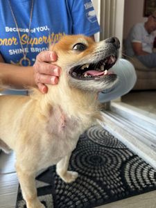 Pet Paradise Apollo Beach photo 11