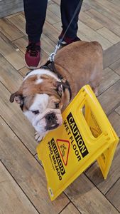 Pet Paradise Apollo Beach photo 12