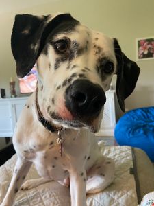 Pet Paradise Apollo Beach photo 13