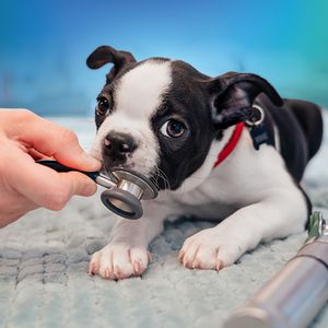 Pet Paradise Apollo Beach photo 14