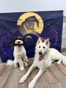 Pet Paradise Apollo Beach photo 15