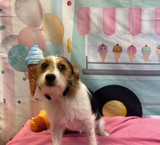 Pet Paradise Apollo Beach photo 18