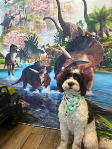 Pet Paradise Apollo Beach photo 19