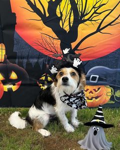 Pet Paradise Apollo Beach photo 21