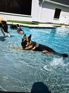 Pet Paradise Apollo Beach photo 22