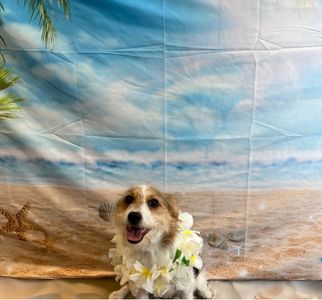Pet Paradise Apollo Beach photo 24