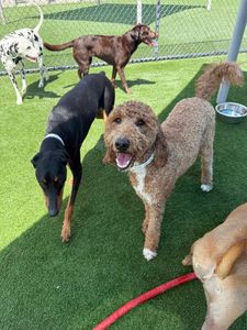 Pet Paradise Apollo Beach photo 25