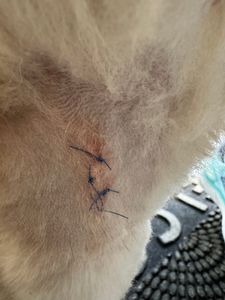 Pet Paradise Apollo Beach photo 26