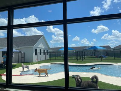 Pet Paradise Apollo Beach photo 27