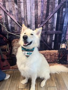 Pet Paradise Apollo Beach photo 29