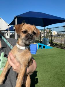 Pet Paradise Apollo Beach photo 30