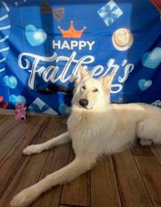 Pet Paradise Apollo Beach photo 31