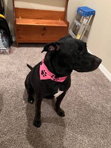 Pet Paradise Apollo Beach photo 32