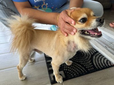 Pet Paradise Apollo Beach photo 34