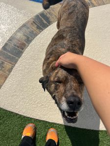 Pet Paradise Apollo Beach photo 35