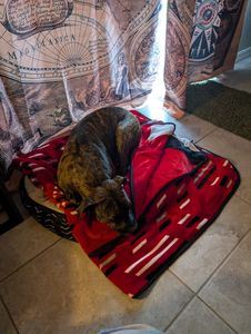 Pet Paradise Apollo Beach photo 36