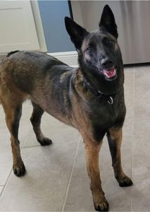 Pet Paradise Apollo Beach photo 37