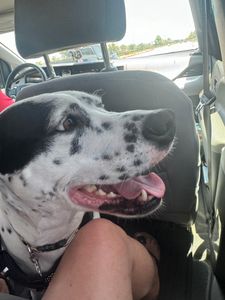 Pet Paradise Apollo Beach photo 39