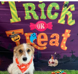 Pet Paradise Apollo Beach photo 42